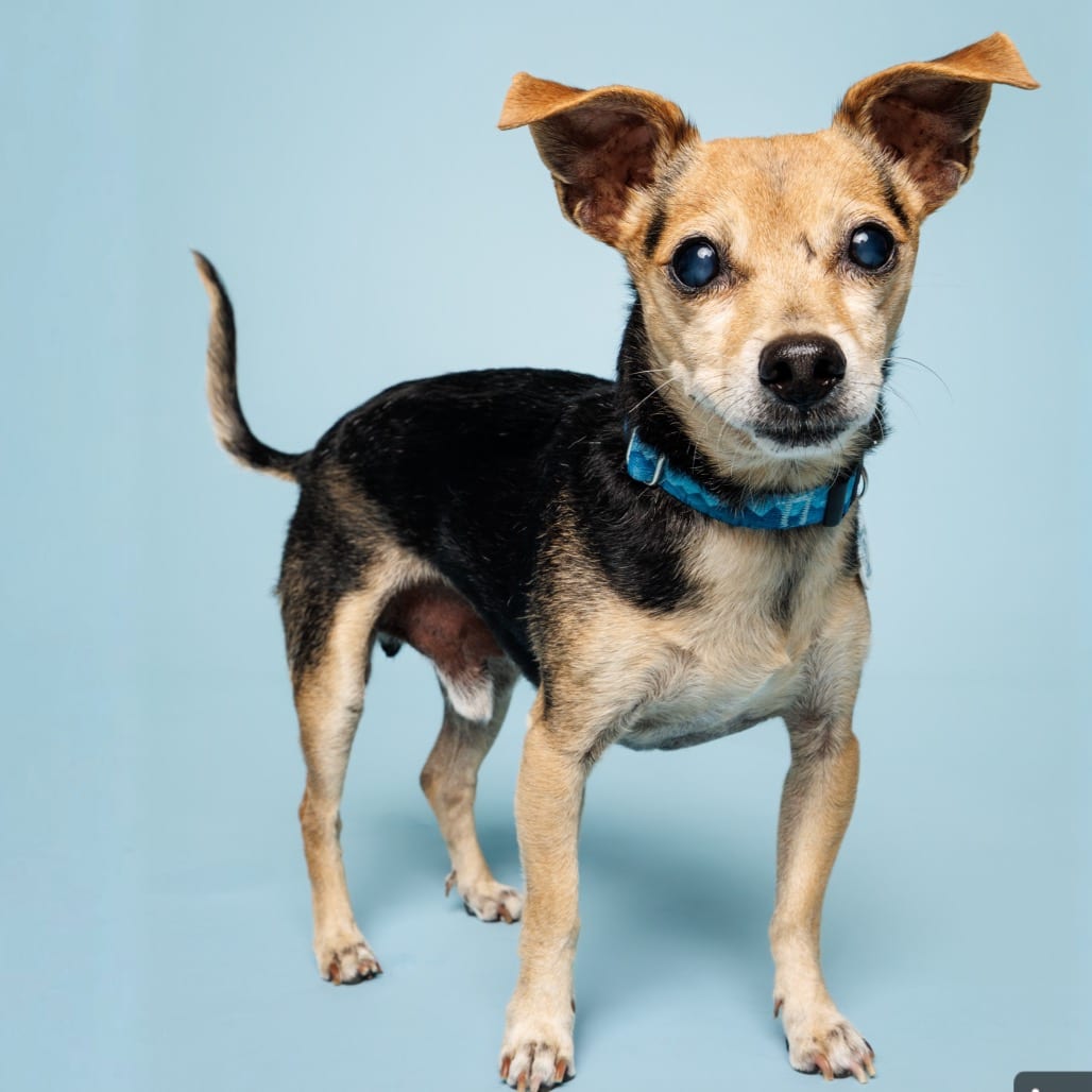 Photo of Rolo, adoptable senior Chihuahua / Mixed Breed (Small) in Raleigh area, North Carolina