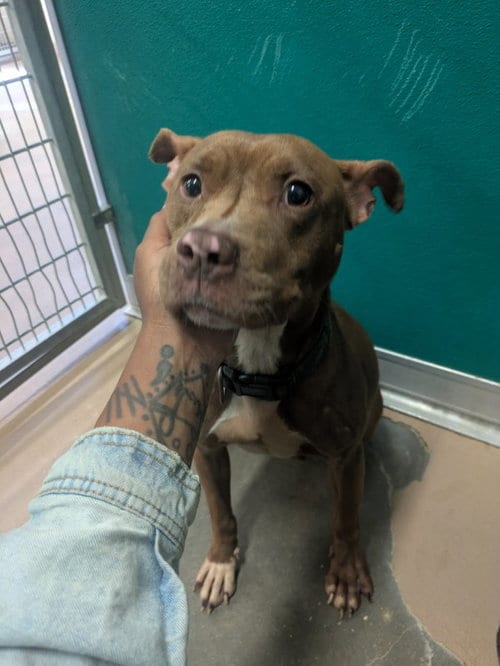 Photo of Barkina Turner, adoptable senior Pit Bull Terrier in Texas City, Texas