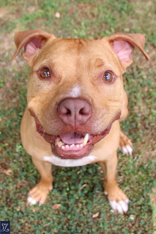 Photo of Bruno, adoptable senior American Pit Bull Terrier in Lockport, New York