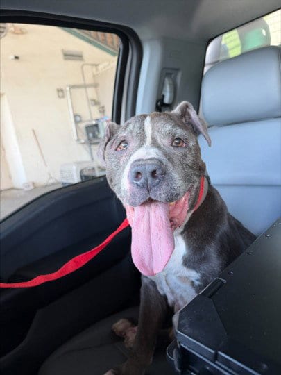 Photo of Bark Antony, adoptable senior Pit Bull Terrier in Texas City, Texas