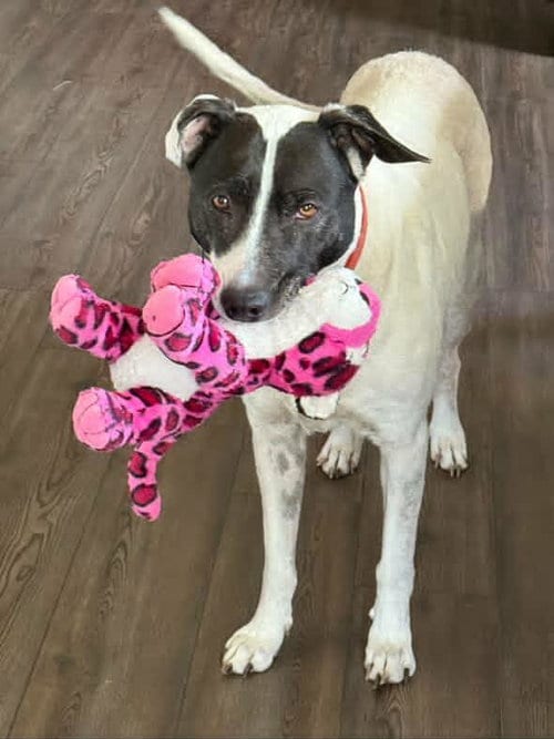 Photo of Bear (Bonded with Harli), adoptable senior Border Collie in Petaluma, California