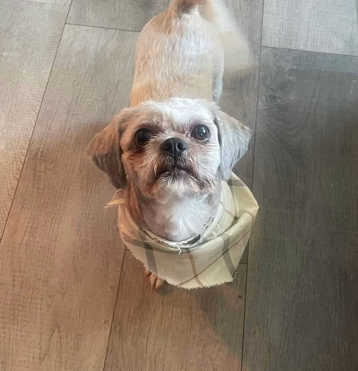 Photo of Chucky, adoptable senior Shih Tzu in Plainfield, Illinois