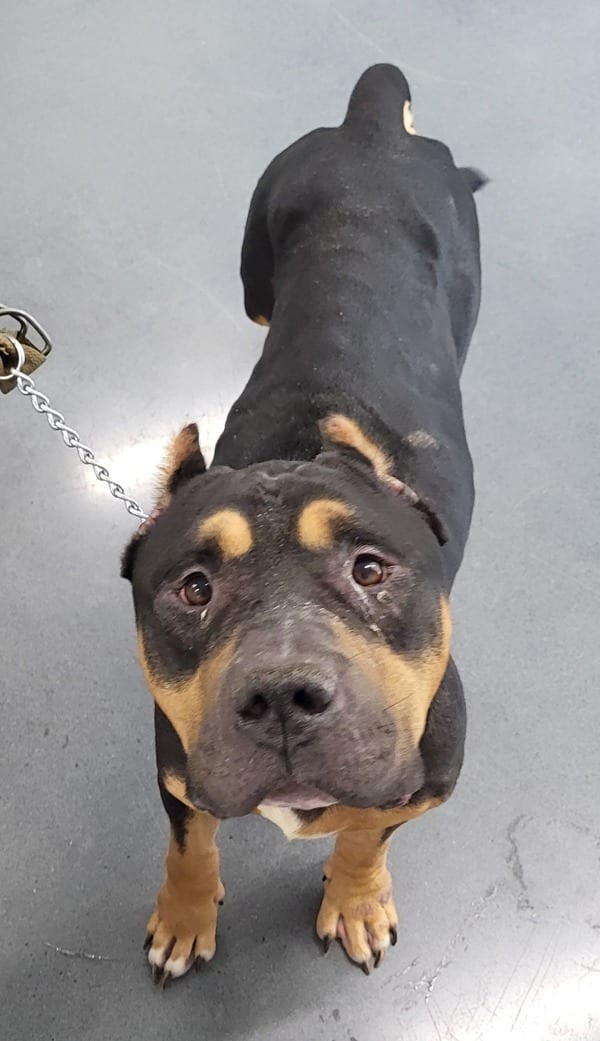 Photo of Ic- 14 Banjo, adoptable senior Cane Corso mixed Mastiff in Lawrenceville, Georgia