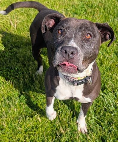 Photo of Bonnie, adoptable senior Pit Bull Terrier in Akron, Ohio