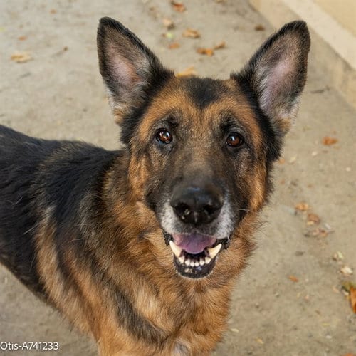 Photo of Otis, adoptable senior German Shepherd Dog in Sacramento, California