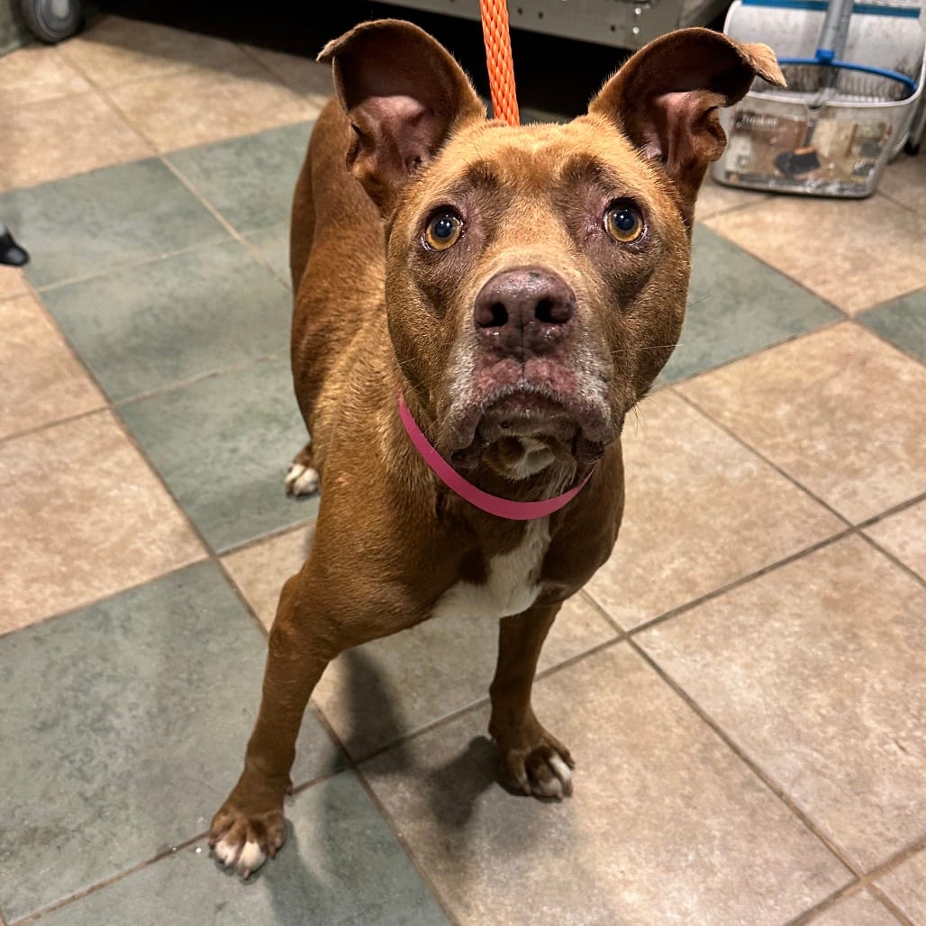 Photo of Aubrey, adoptable senior Mixed Breed (Medium) in Chattanooga, Tennessee