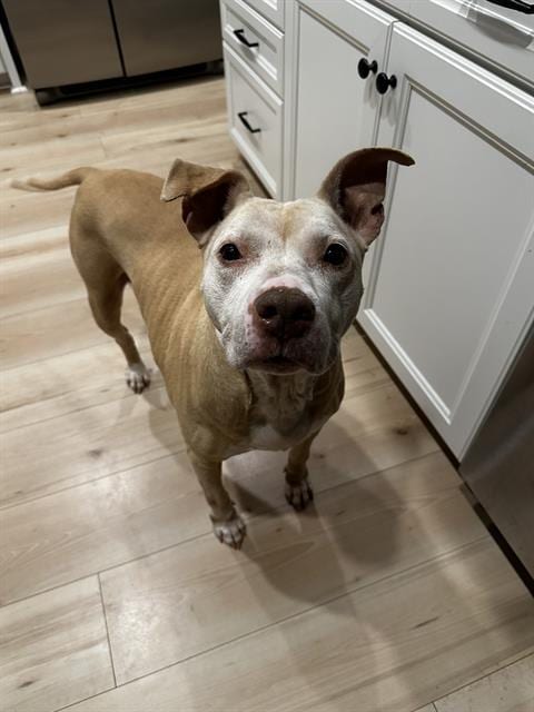 Photo of TT, adoptable senior Pit Bull Terrier in Charlotte, North Carolina