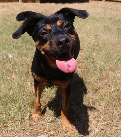 Frannie, adoptable senior Hound in Jackson, MS