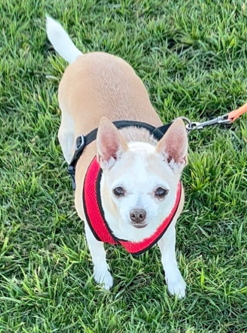Photo of Baby, adoptable senior Chihuahua in Phoenix, Arizona