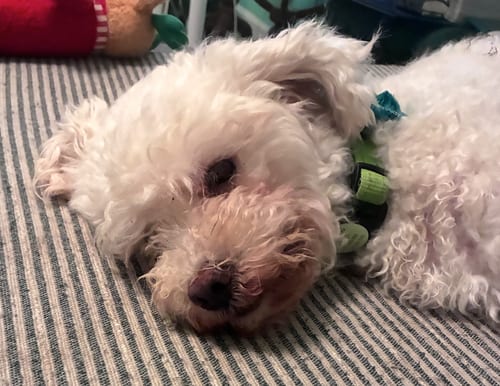Photo of Elio, adoptable senior Poodle (Miniature) in Osteen, Florida