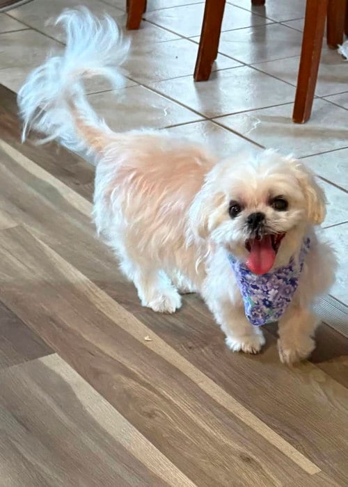 Photo of Maggie, adoptable senior Shih Tzu in bloomington, Illinois