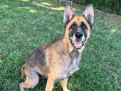 Photo of Mai, adoptable senior German Shepherd Dog in Haw River, North Carolina