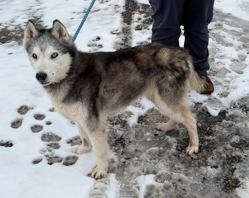 Photo of Kira: Bonded with Lucy, adoptable senior Husky in Elkins, West Virginia