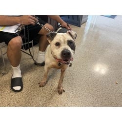 Photo of Ace, adoptable senior Terrier (Unknown Type, Medium) in Doral, Florida