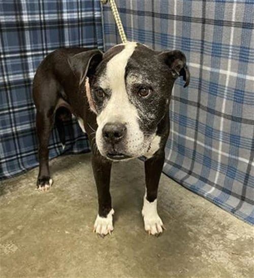 Photo of Festus, adoptable senior Boxer in Rosenberg, Texas