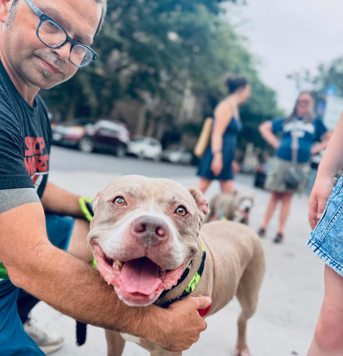 Photo of Milo, adoptable senior Mixed Breed (Medium) in NEW YORK, New York