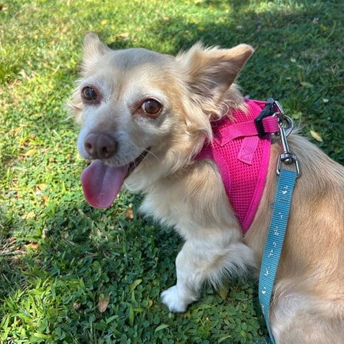 Photo of Praline, adoptable senior Chihuahua in Alameda, California