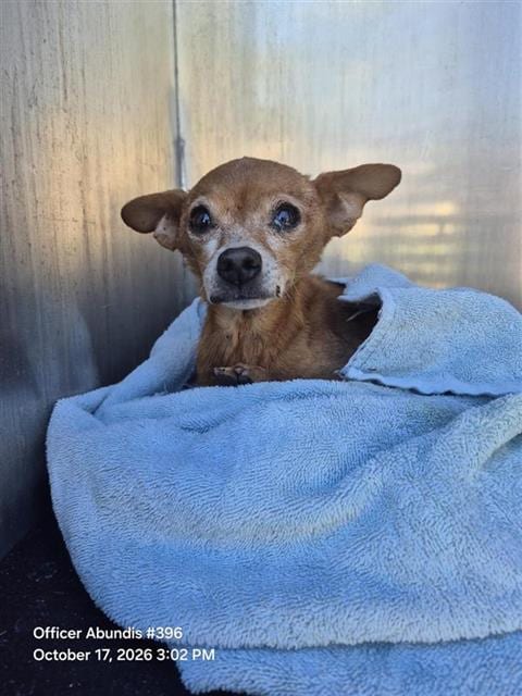 Photo of Bello, adoptable senior Chihuahua in San Antonio, Texas