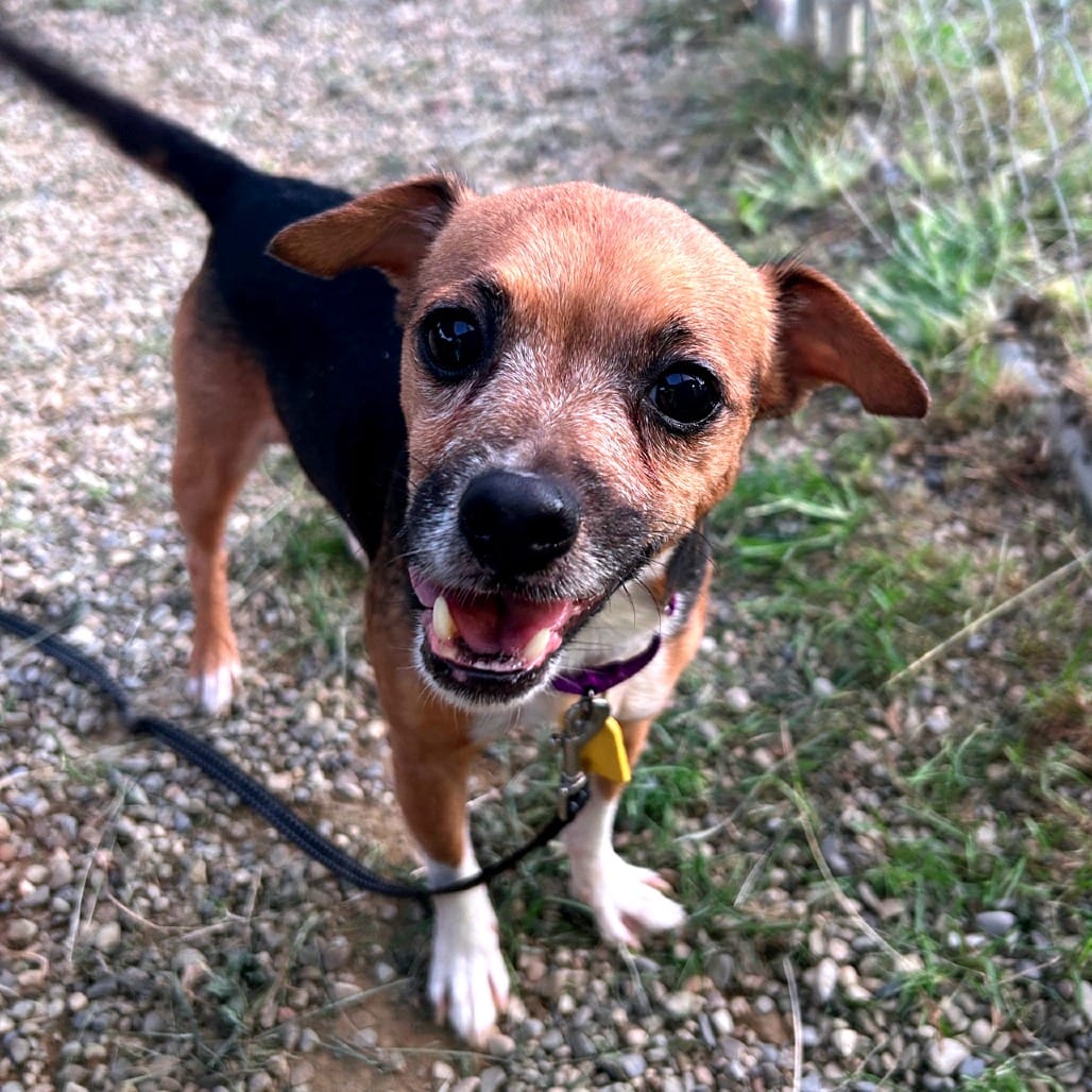 Photo of Dorothy, adoptable senior Chihuahua / Beagle in Berea, Ohio