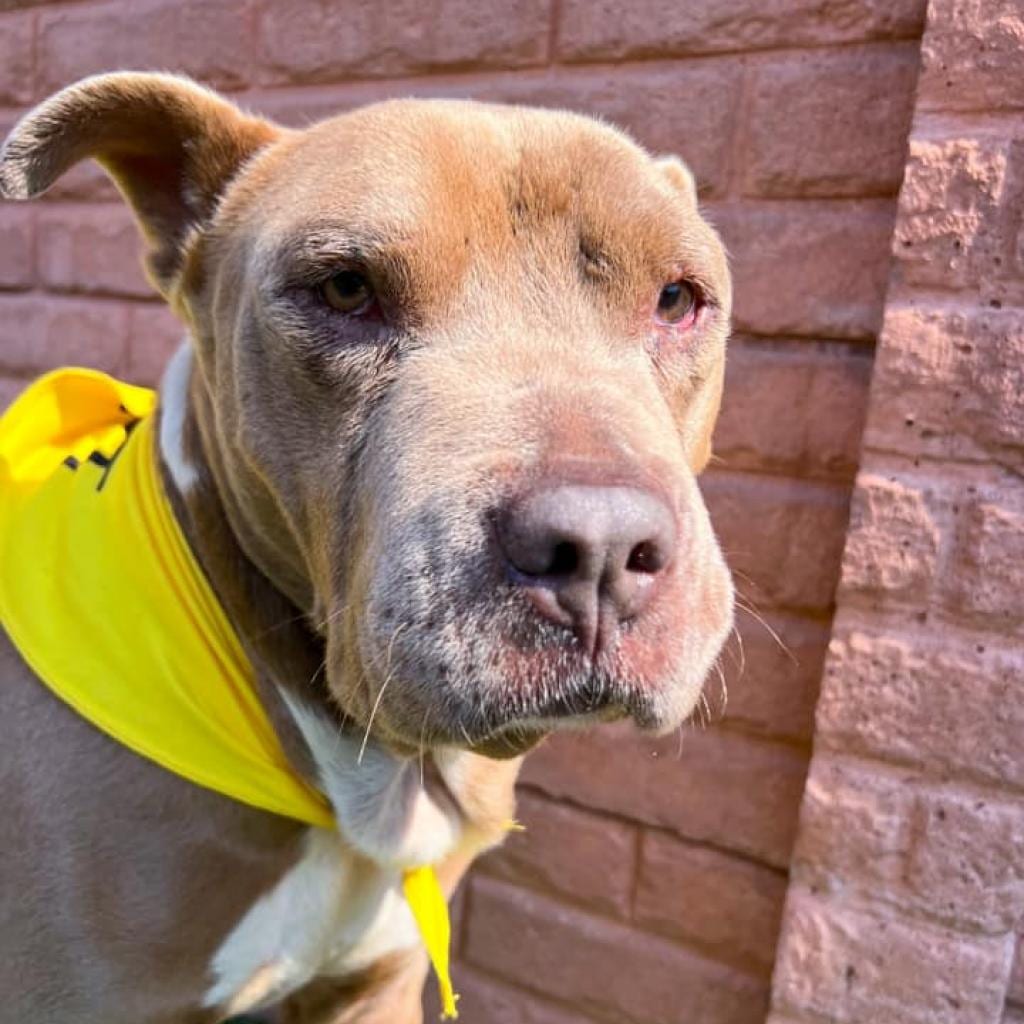 Photo of Gummy Bear, adoptable senior Mixed Breed (Large) in St. Louis, Missouri