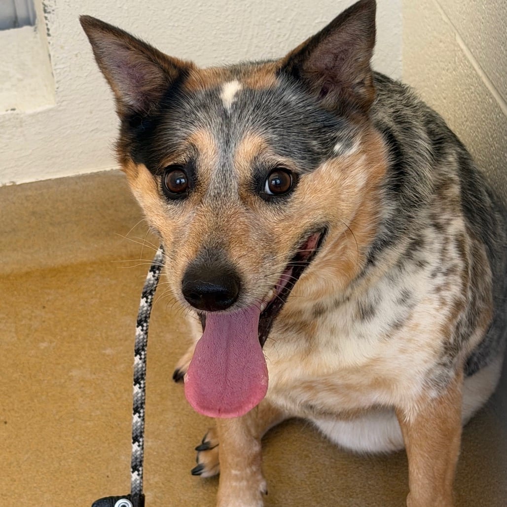 Photo of Essa, adoptable senior Mixed Breed (Medium)
