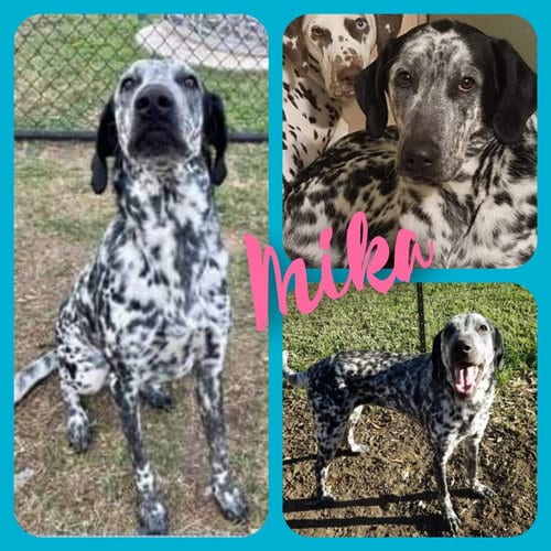 Mika, adoptable senior Dalmatian in Fort Collins, CO