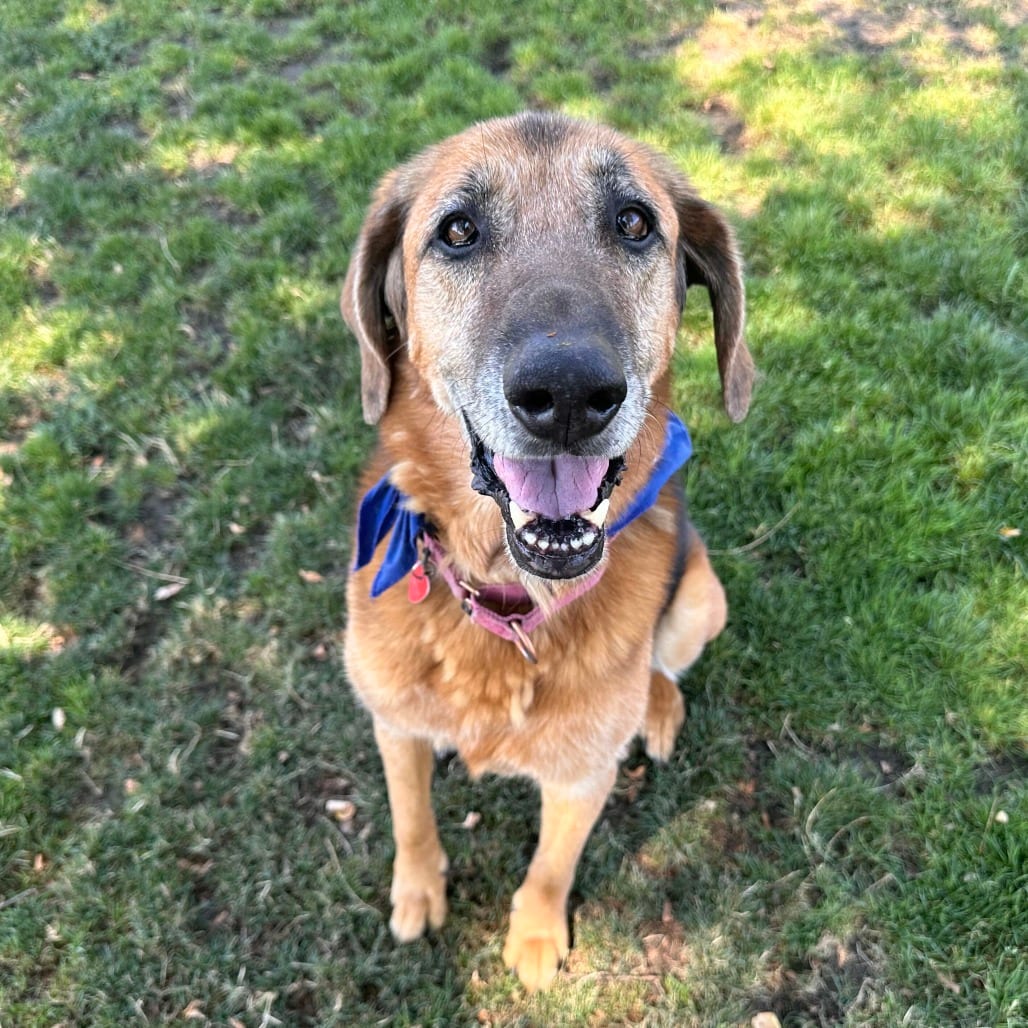 Photo of Greta, adoptable senior Mixed Breed (Large) in Medford, Oregon