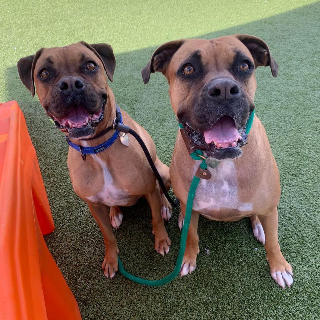 Photo of Bianca 15419, adoptable senior Boxer in Phoenix, Arizona