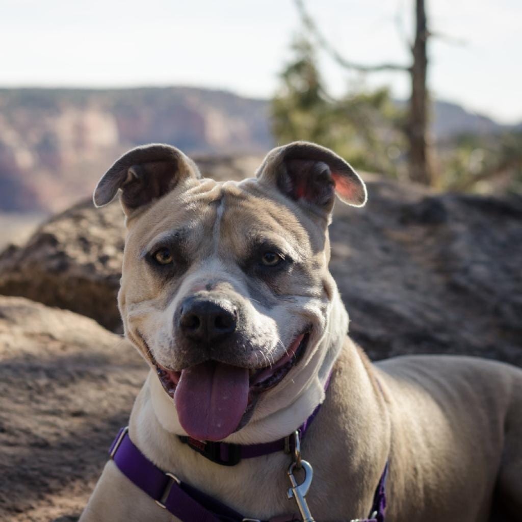 Photo of Barat, adoptable senior Terrier, American Pit Bull / Mix in Kanab, Utah