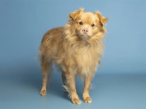 Photo of Pompi, adoptable senior Pomeranian in Phoenix, Arizona