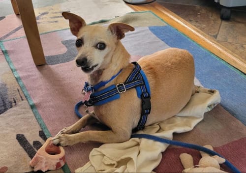 Photo of Ravioli, adoptable senior Chihuahua in San Diego, California