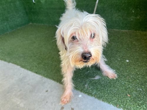 Photo of Jazzy, adoptable senior Maltese in Lancaster, California