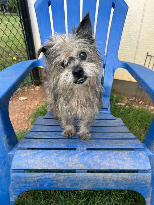 Photo of Charlie Brown May 26 - In Foster in Rocky Mt, NC, adoptable senior Yorkshire Terrier Yorkie in Pacolet, South Carolina