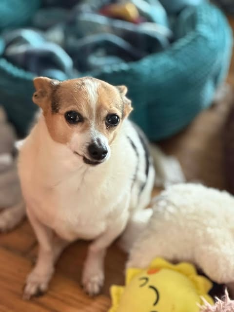 Photo of Sampson, adoptable senior Jack Russell Terrier in Ashville, Ohio