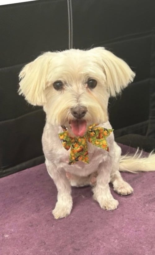 Photo of Sooner, adoptable senior Terrier in Grafton, Wisconsin