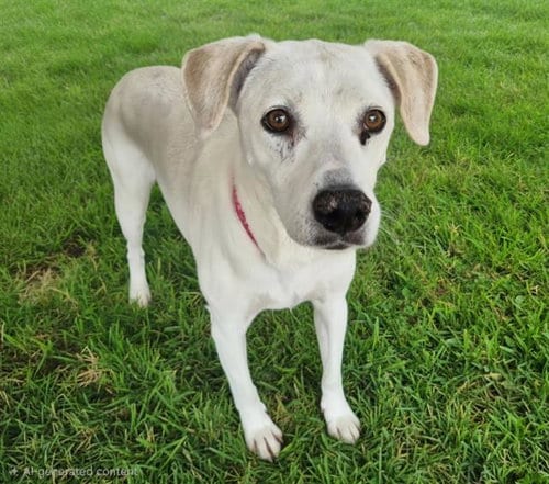 Photo of Mary, adoptable senior Labrador Retriever in Albuquerque, New Mexico