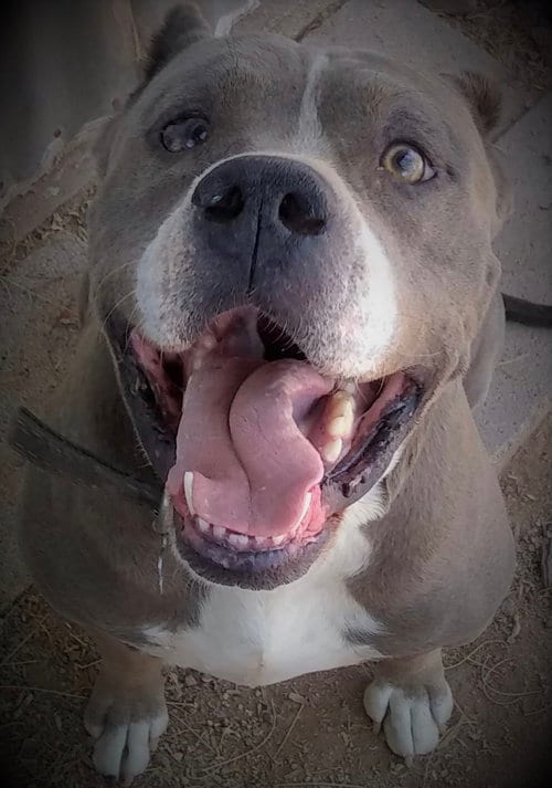 GEORGE, adoptable senior Pit Bull Terrier in Oro Valley, AZ