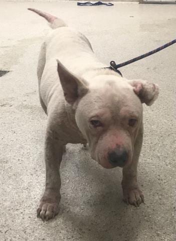 Photo of Major, adoptable senior Pit Bull Terrier in Conroe, Texas