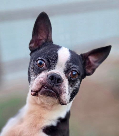 Photo of Dex, adoptable senior Boston Terrier in Plano, Texas