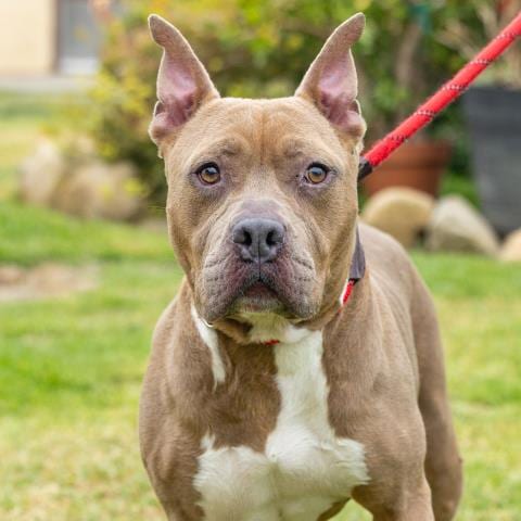 Photo of Kona, adoptable senior American Pit Bull Terrier in Camarillo, California
