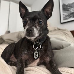 Photo of Jeff, adoptable senior Chihuahua in New York, New York