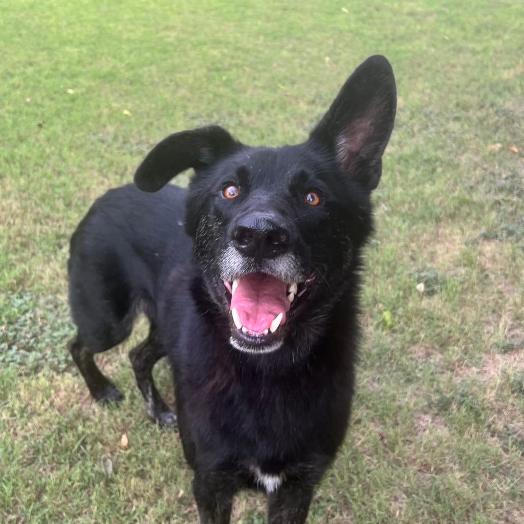Photo of Boo, adoptable senior Shepherd / Unknown in Weatherford, Texas