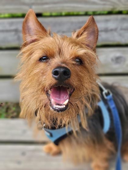 Photo of Omen, adoptable senior Terrier, Yorkshire/Mix in Annapolis, Maryland