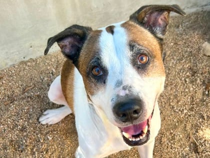 Photo of Munches, adoptable senior dog in Georgetown, Texas