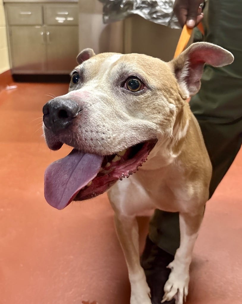 Photo of Dallas Young, adoptable senior Pit Bull Terrier in Douglasville, Georgia