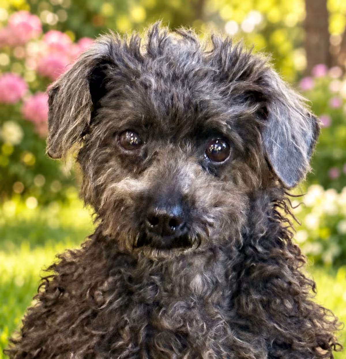 Photo of Ruthie, adoptable senior Poodle (Miniature) in Indiantown, Florida
