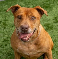 Photo of Hennessy, adoptable senior Pit Bull Terrier in Ojai, California