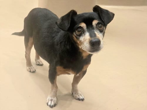 Photo of Paco, adoptable senior Chihuahua in Van Nuys, California