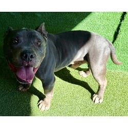 Photo of Jesse, adoptable senior American Pit Bull Terrier in Lancaster, California