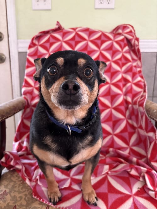 Photo of Louie Sep 26, adoptable senior Chihuahua in Pacolet, South Carolina